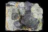 Purple Fluorite Crystals on Quartz - Fluorescent! #142385-1